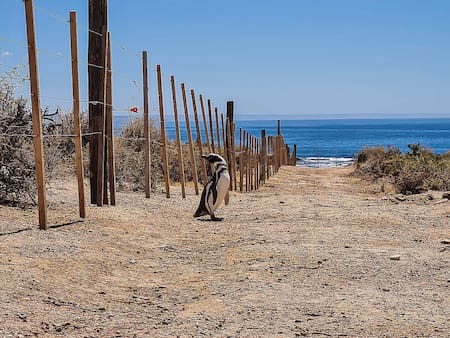 Matanza de pingüinos en Punta Tombo. Foto: Greenpeace.