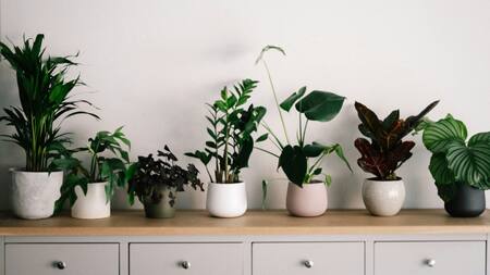 Plantas, naturaleza, decoración. Foto: Unsplash