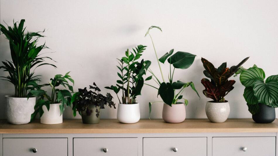 Plantas, naturaleza, decoración. Foto: Unsplash