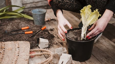 Cuatro plantas medicinales fáciles de cultivar en casa. Foto: Unsplash.
