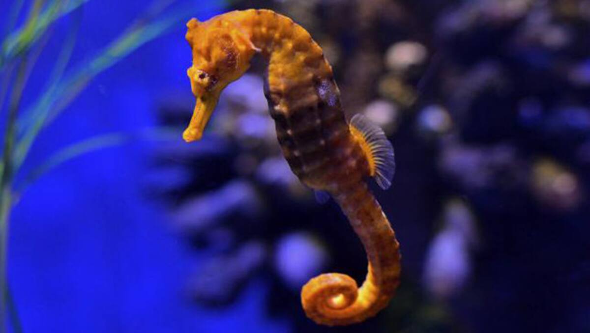 Caballito de mar