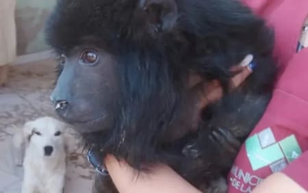 Mono carayá rescatado en Santa Cruz. Foto: NA.