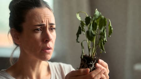 Cómo recuperar una planta marchita en 24 horas: el truco casero con tres ingredientes que es viral por su eficacia