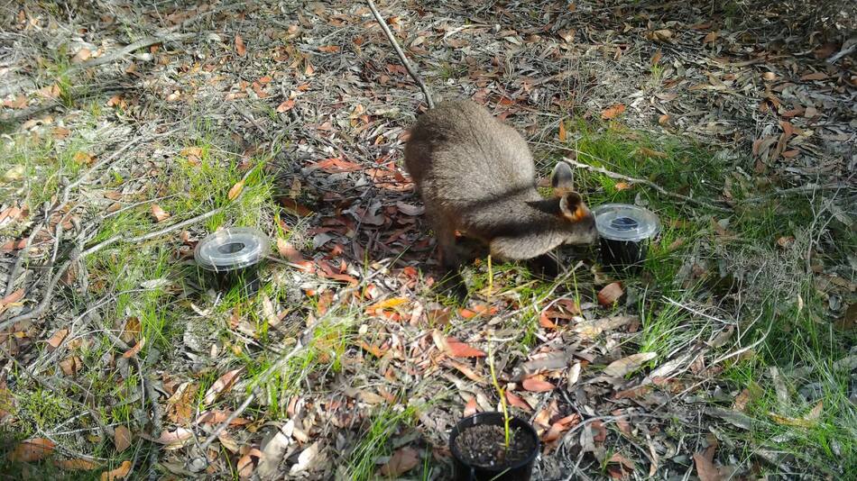 Científicos  desarrollan un invento para proteger a las plantas y engañar a los herbívoros. Foto: EFE.