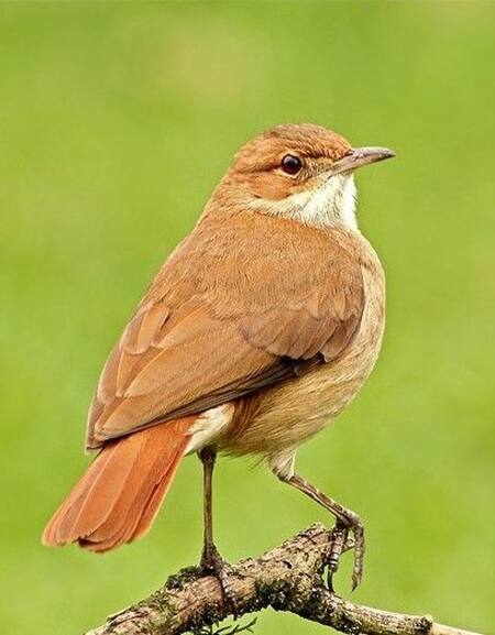 Hornero. Fuente: Pinterest