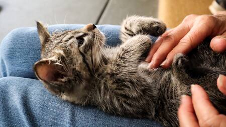 Los gatos son la mejor compañia para quienes sufren emocionalmente. Foto: Unsplash