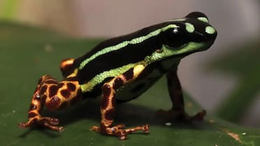 Alerta por extinción masiva: más de 30.000 especies podrían desaparecer por olas de calor y deforestación