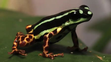 Ranitomeya aquamarina, sapo de la Amazonia. Foto: Noticias Ambientales