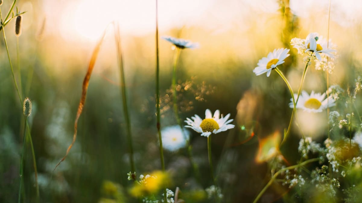 Primavera. Foto: Unsplash.