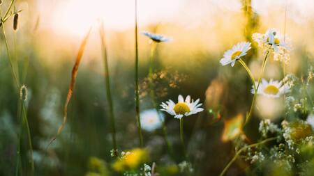 Primavera. Foto: Unsplash.