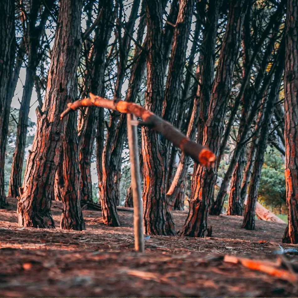 Bosque energético Miramar. Fuente: Turismo Miramar.