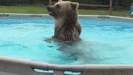 Oso pardo es un experto clavadista