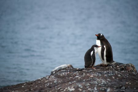 Pingüinos de Magallanes. Foto: Unsplash