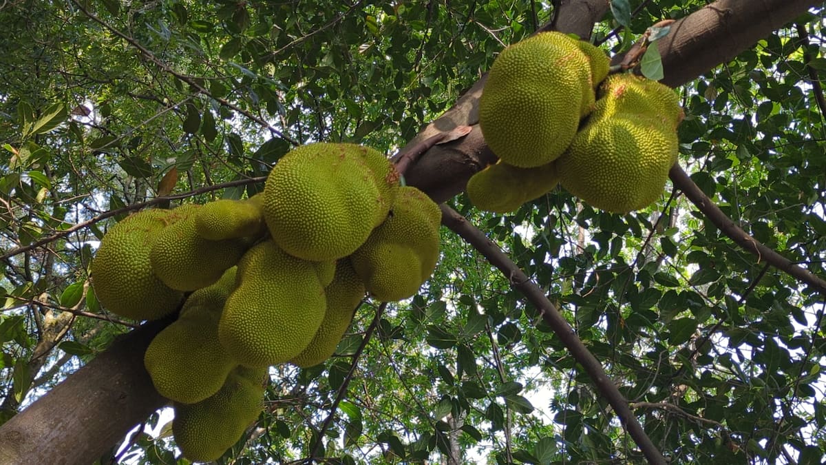 La jackfruit es una gigantesca fruta tropical con decenas de gajos amarillos, semillas comestibles y un sabor que cada paladar percibe de manera diferente.