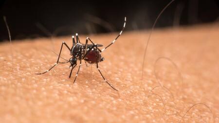 Dengue, mosquito. Foto: Reuters