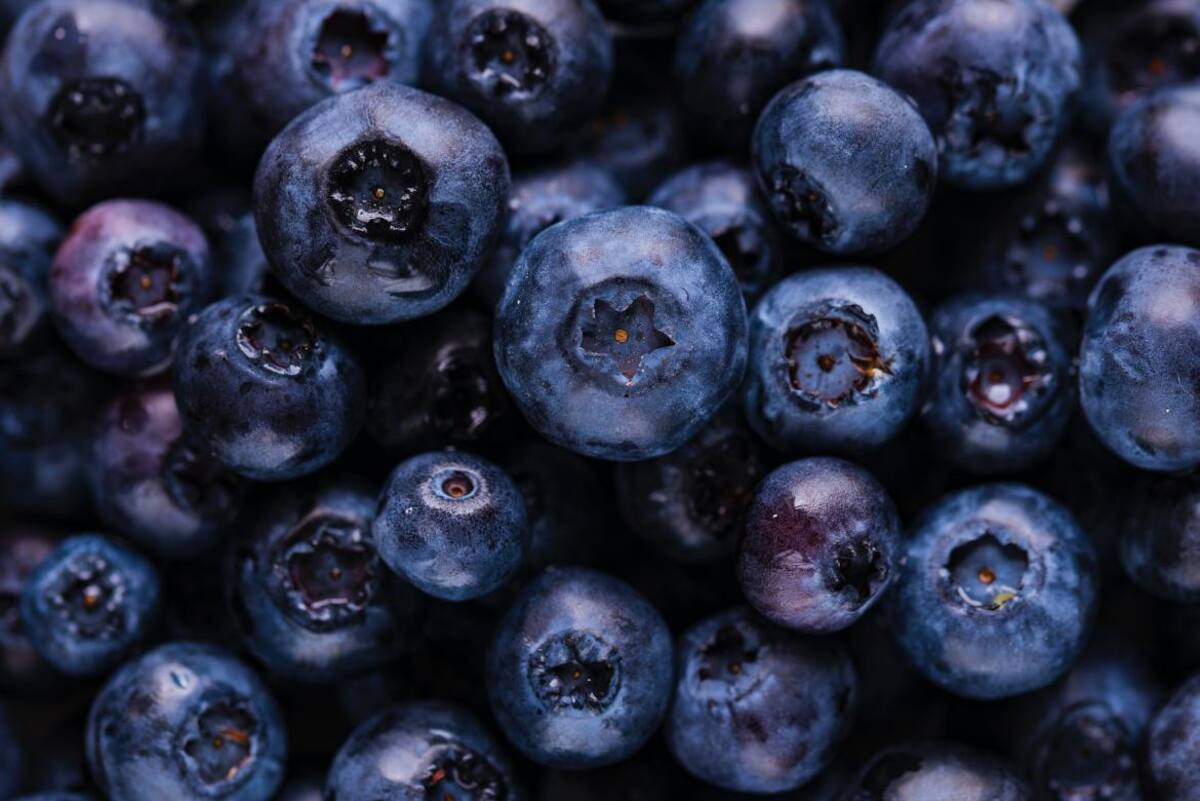 Arándanos. Foto: Unsplash, gentileza, Joanna Kosinska