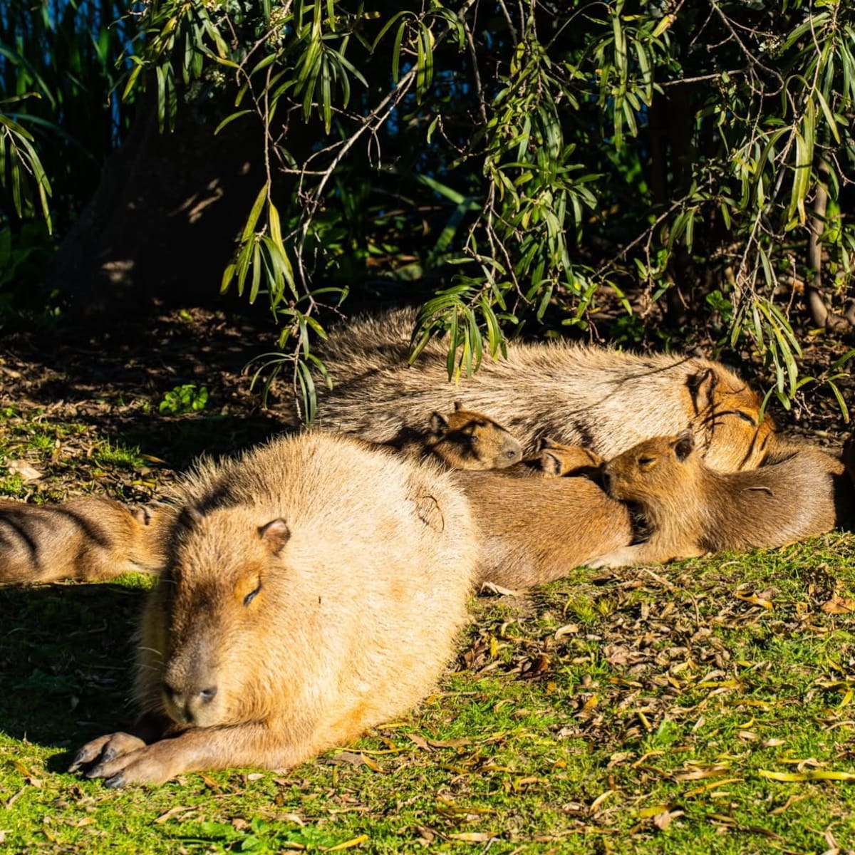 Carpinchos; Nordelta; fauna.