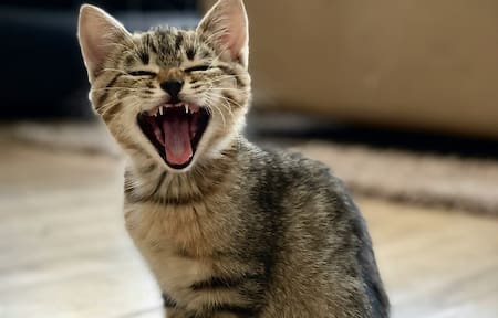 Gatos. Foto: Unsplash.