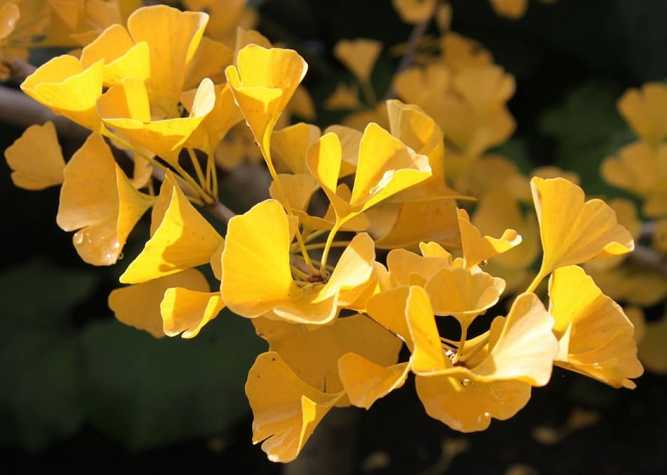 Árbol ginkgo biloba en otoño. Foto: Pixabay.