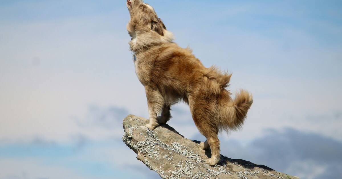 Googie Perro ¿Tu perro aúlla y no sabés por qué?: expertos revelaron los diversos ...
