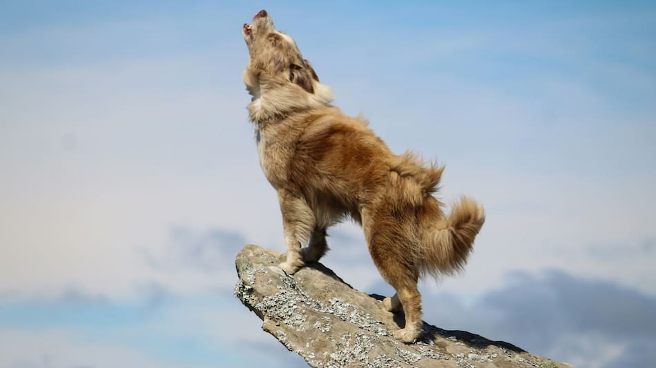 Perro, aullido. Foto: Unsplash.