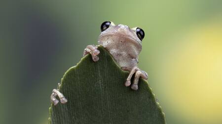 Descubren una nueva especie. Foto Freepik