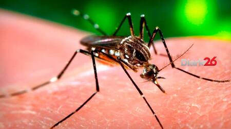 Dengue, salud, enfermedad