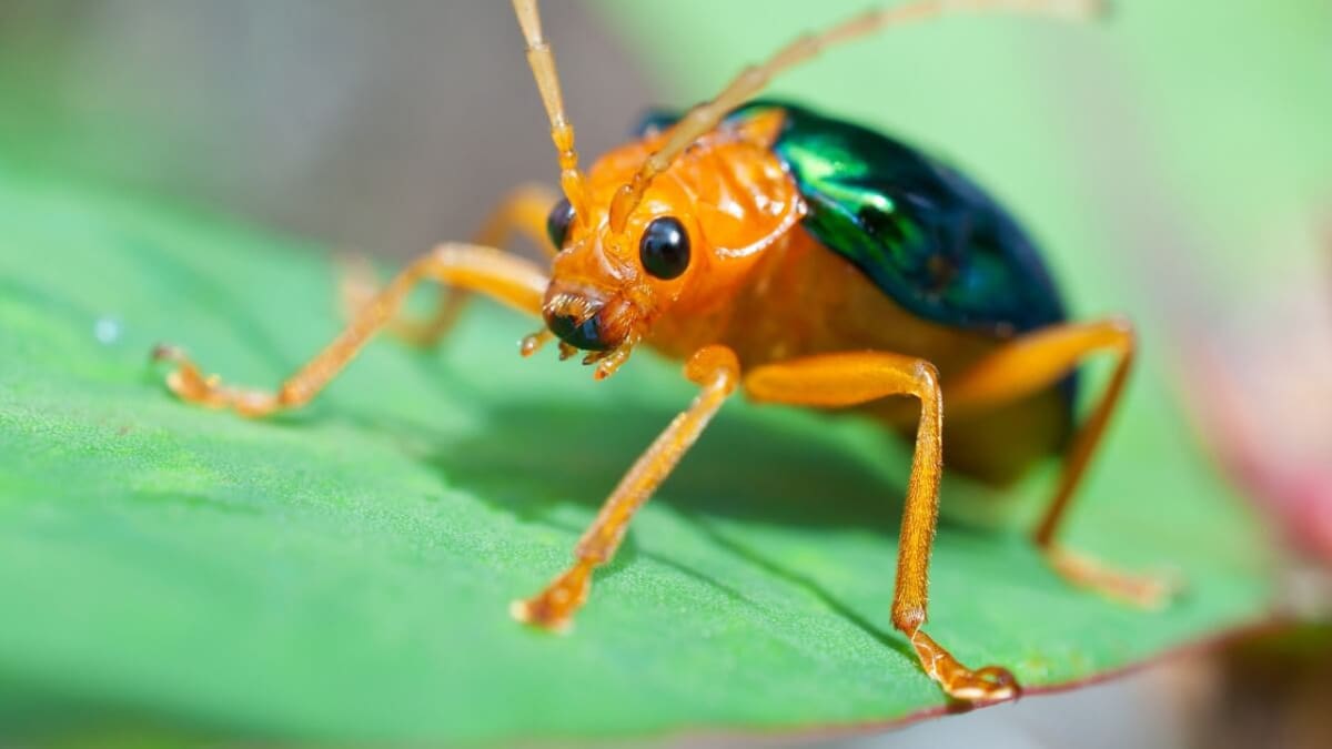 El insecto más letal: mide 3 centímetros, lanza “bombas químicas” y puede causar ceguera temporal