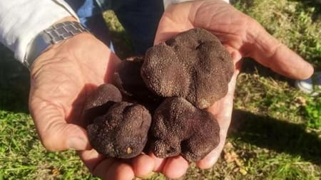 Trufas negras cosechadas en Río Negro