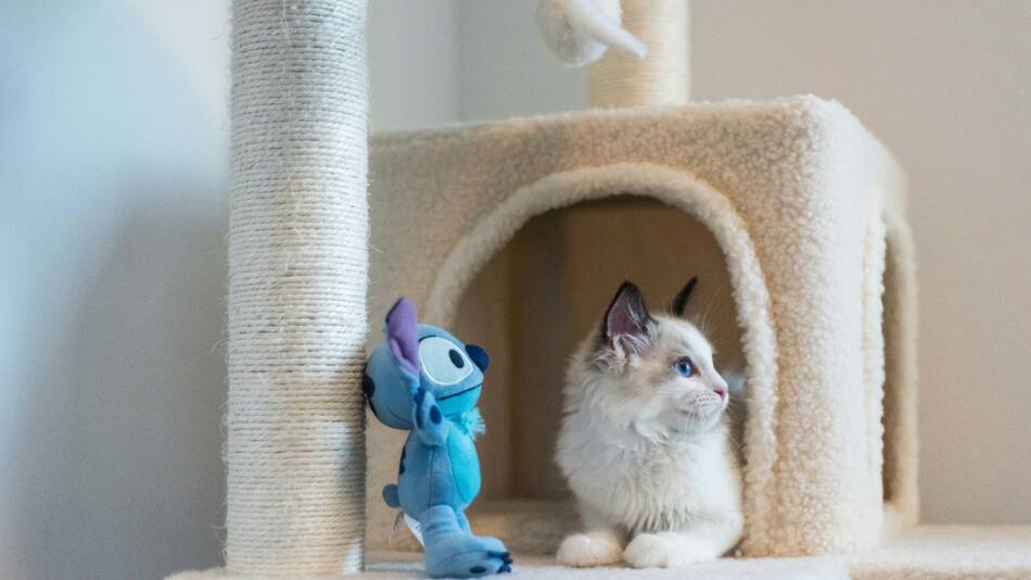 Gatos, rascador. Fuente: Pexels.