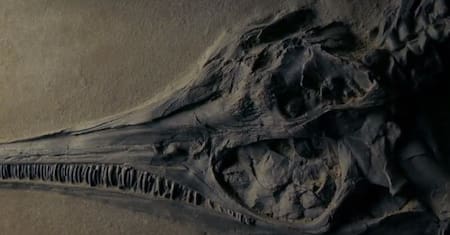 El "ictiosaurio gigante", el reptil marino mas grande de la tierra. Foto: X/ @agencia_sinc