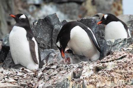 Pingüinos, Antártida. Foto: EFE.