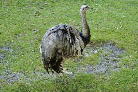 El Ñandu es un ave, pero no un pájaro. Foto Unsplash