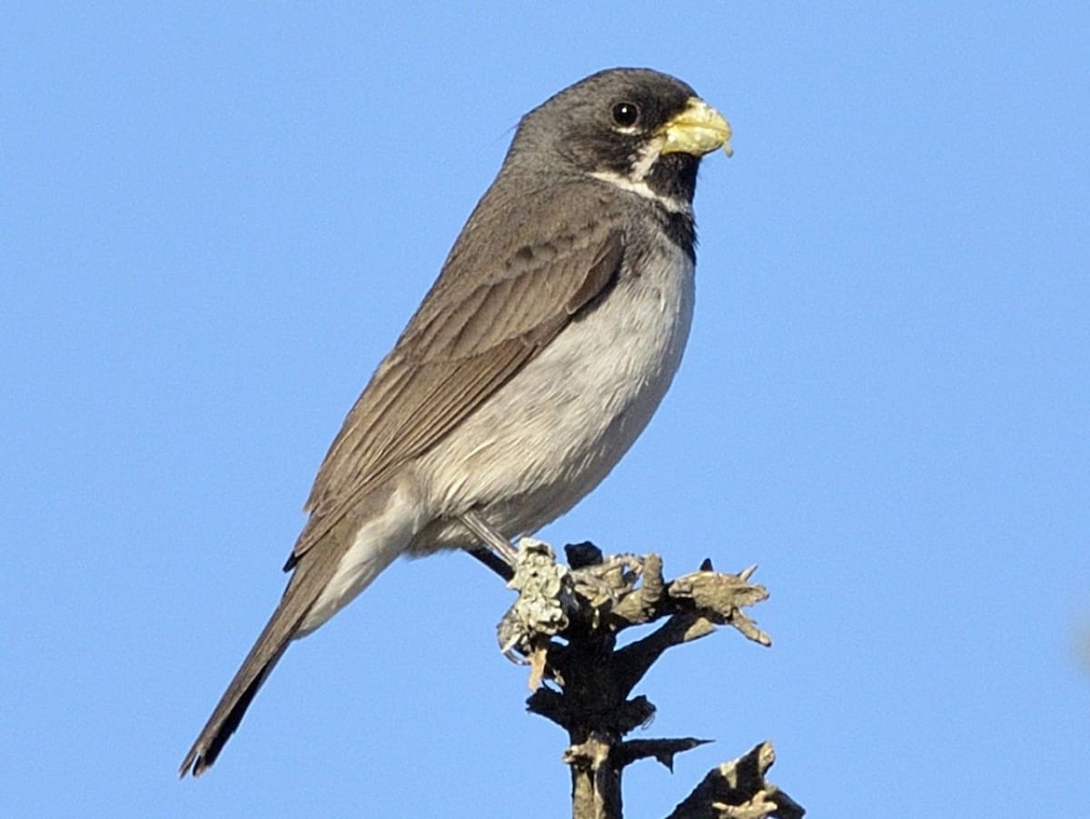 Pájaro corbatita. Fuente: Ebird