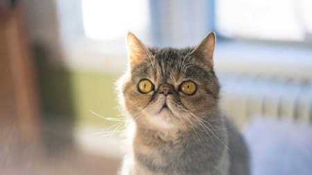 Gato exótico. Foto: Unspash