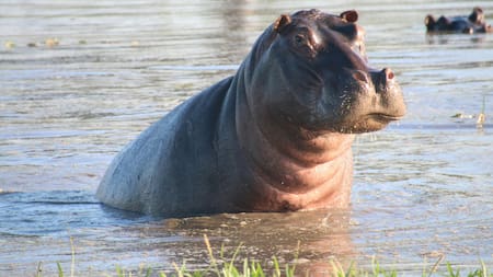Hipopótamo. Foto: Unsplash.