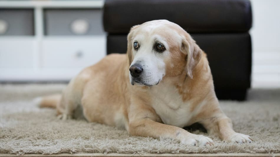 Las razas de perros que más viven.