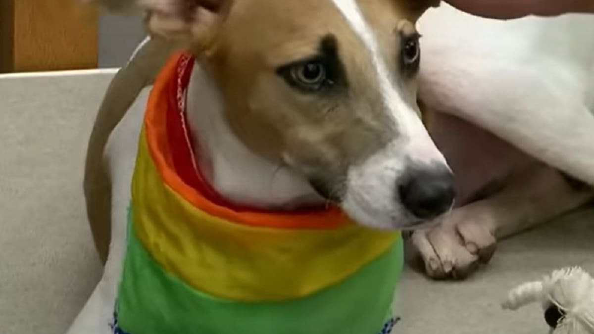 Las rescatistas de Arturo no consiguen respuesta por parte de Gran Hermano: "No nos atiende el teléfono"