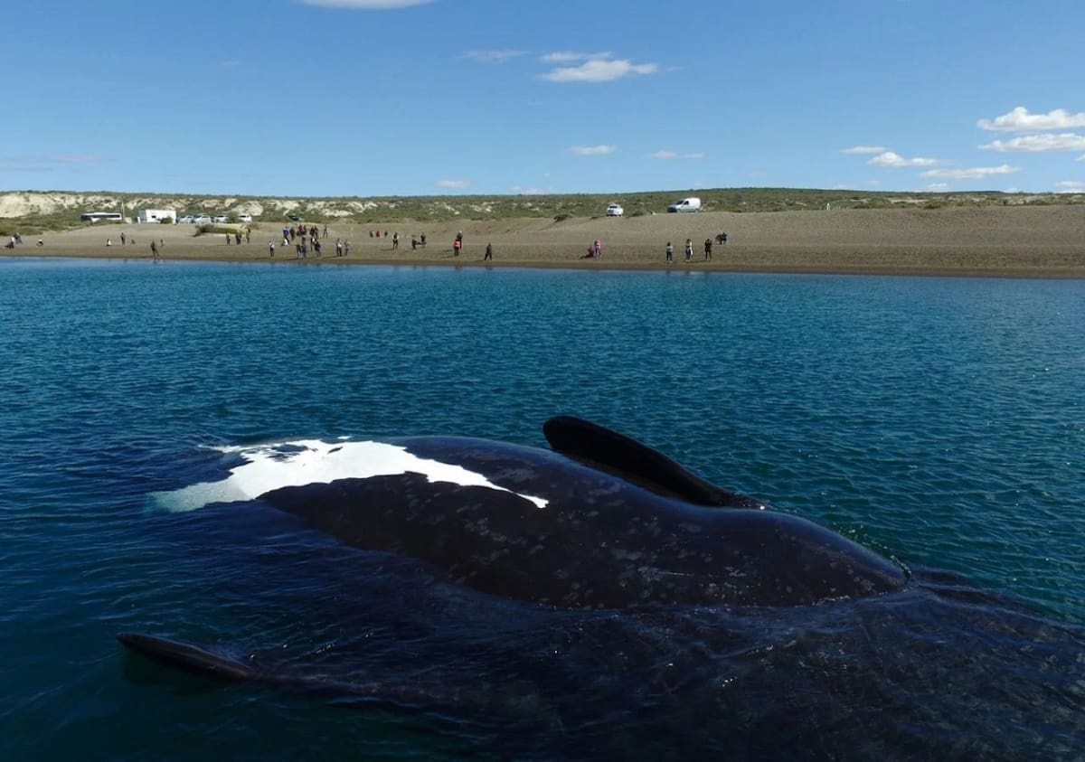 Playa Las Canteras, Chubut. Foto: Tripadvisor.