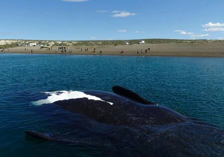 Playa Las Canteras, Chubut. Foto: Tripadvisor.