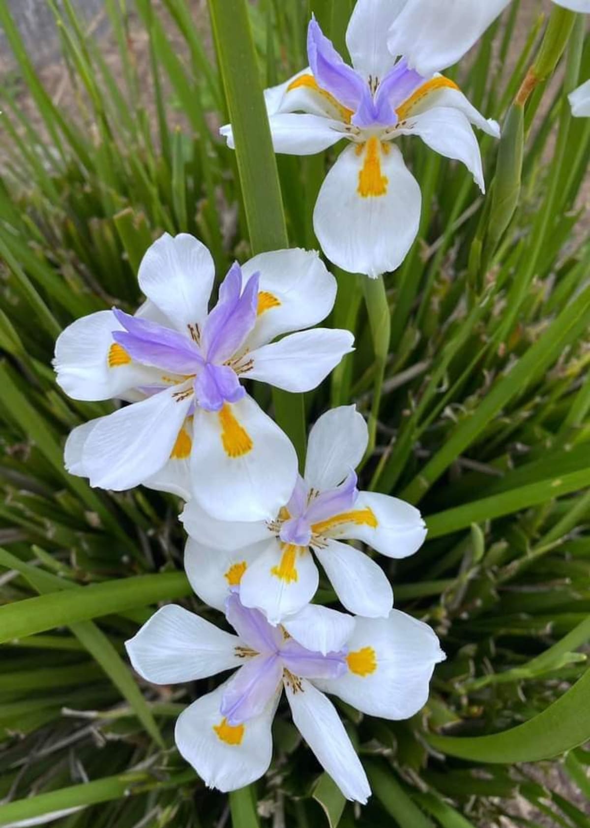 La flor de la Neomarica gracilis se destaca por sus pétalos blancos con manchas marrones y detalles azulados, que le dan un aspecto exótico similar al de las orquídeas.