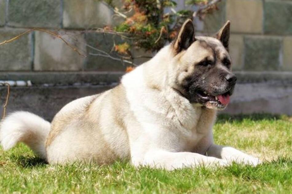 Gran perro japonés