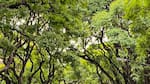 Un túnel verde de ensueño: la avenida más hermosa de CABA tiene un pintoresco nombre que se remonta a un guerrero de la independencia