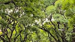 Un túnel verde de ensueño: la avenida más hermosa de CABA tiene un pintoresco nombre que se remonta a un guerrero de la independencia