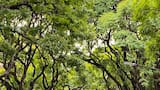 Un túnel verde de ensueño: la avenida más hermosa de CABA tiene un pintoresco nombre que se remonta a un guerrero de la independencia