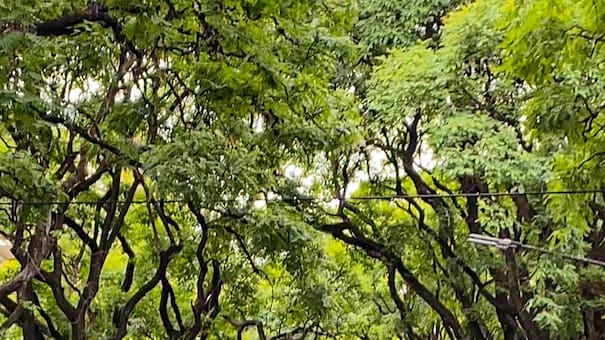 Un túnel verde de ensueño: la avenida más hermosa de CABA tiene un pintoresco nombre que se remonta a un guerrero de la independencia