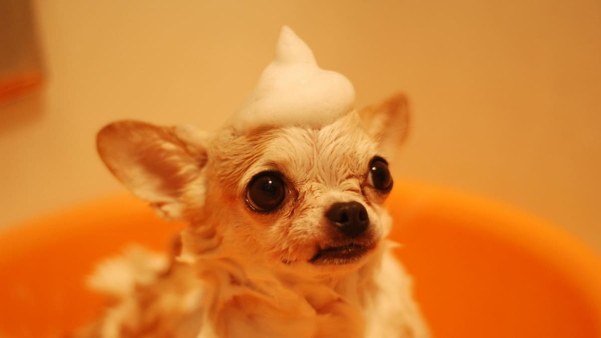 Cada cuánto tenés que bañar a tu perro en invierno para no dañar su salud