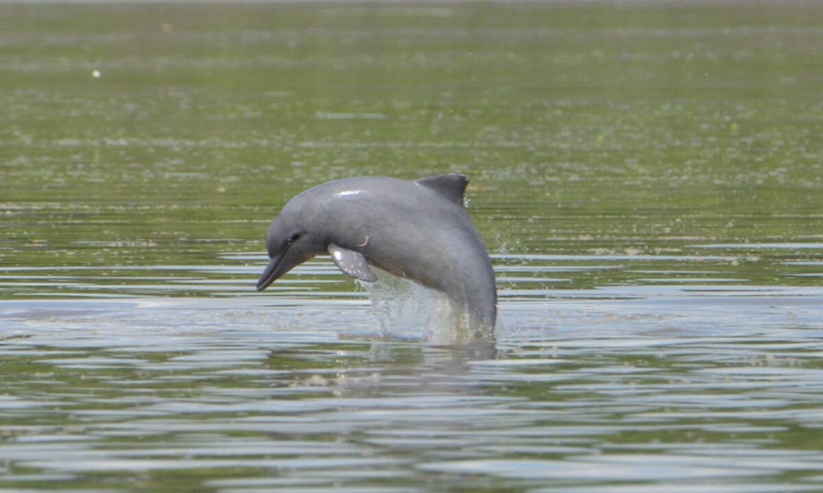 Delfin. Foto: National Geographic.