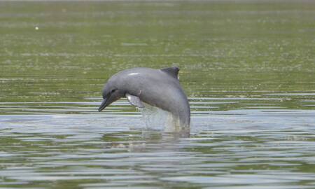 Delfin. Foto: National Geographic.