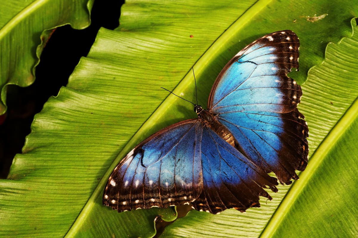 Mariposa bandera argentina. Foto: Freepik.